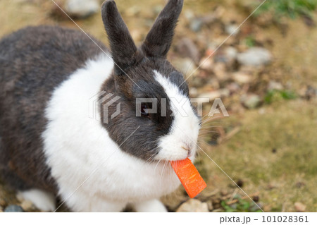 人参を咥えたウサギ 101028361