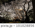 夜桜 101028856
