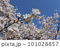 満開の桜 101028857