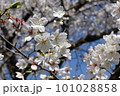 桜 101028858