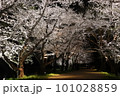 夜の桜並木 101028859