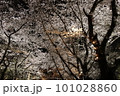 満開の夜桜 101028860