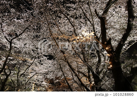 満開の夜桜 101028860