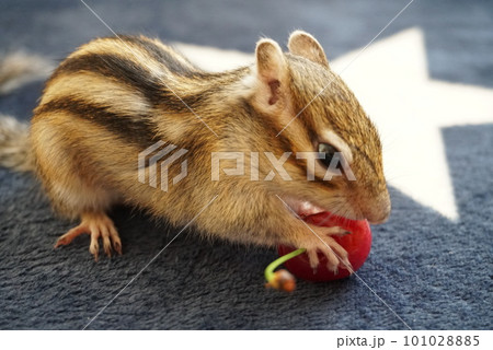 さくらんぼを食べるシマリスの写真素材 [101028885] - PIXTA