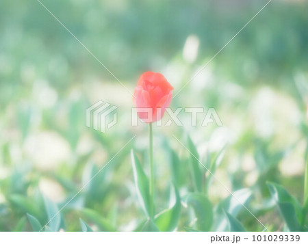 チューリップの花のある風景 101029339