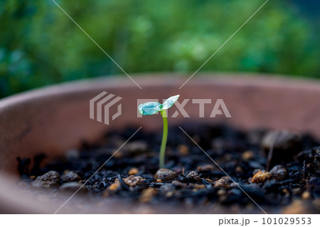 ホウセンカの成長過程 ホウセンカの成長過程 101029553