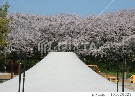 公園の遊具と満開の桜 公園の遊具と満開の桜 101029625