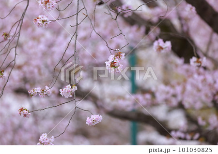 高知工科大の桜のある風景 高知工科大の桜のある風景 101030825
