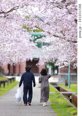 桜の咲く公園を歩く恋人 桜の咲く公園を歩く恋人 101031588