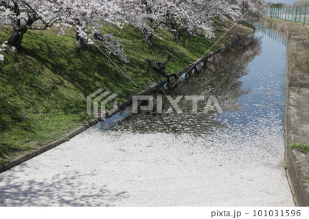 桜と花筏 桜と花筏 101031596