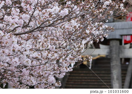 満開の桜の下から見える神社の参道 101031600
