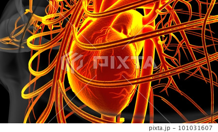 Human heart anatomy for medical concept 3D Rendering Human heart anatomy for medical concept 3D Rendering 101031607