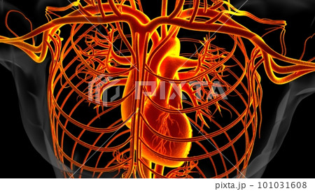 Human heart anatomy for medical concept 3D Rendering 101031608