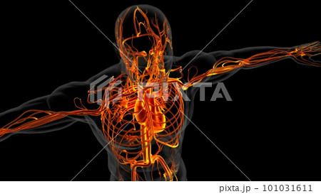 Human heart anatomy for medical concept 3D Rendering Human heart anatomy for medical concept 3D Rendering 101031611
