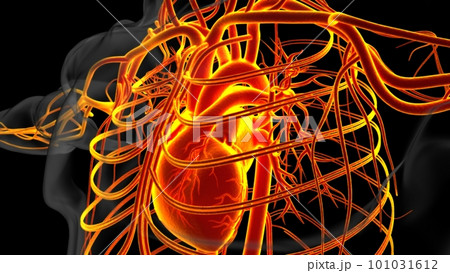 Human heart anatomy for medical concept 3D Rendering Human heart anatomy for medical concept 3D Rendering 101031612
