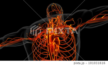 Human heart anatomy for medical concept 3D Rendering Human heart anatomy for medical concept 3D Rendering 101031616