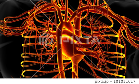 Human heart anatomy for medical concept 3D Rendering 101031617