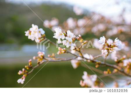 桜のある風景 101032036