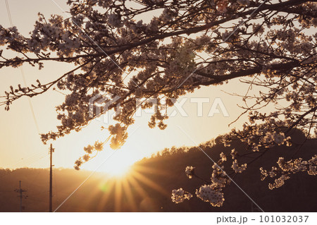 夕日に照らされた桜 夕日に照らされた桜 101032037
