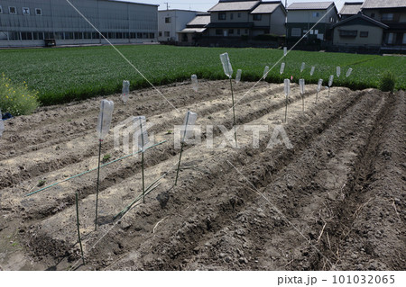 野菜畑のモグラ除け ペットボトル 野菜畑のモグラ除け ペットボトル 101032065