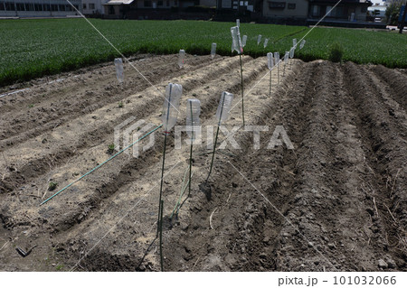 野菜畑のモグラ除け　ペットボトル 101032066