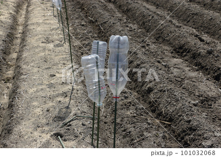 野菜畑のモグラ除け　ペットボトル 101032068