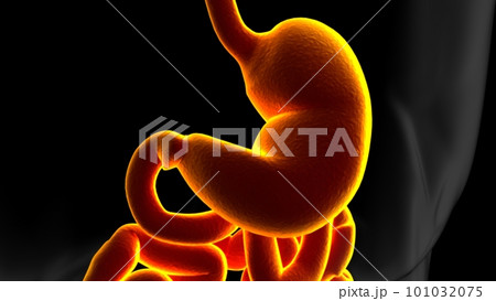 Stomach Anatomy Human Digestive System For Medical Concept 3D Stomach Anatomy Human Digestive System For Medical Concept 3D 101032075