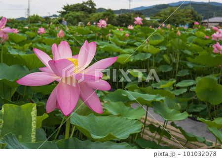 ピンクのハスの花の風景【神成古代蓮の里】群馬県富岡市 101032078