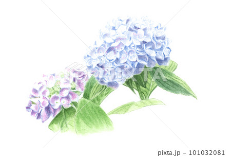 紫陽花パステル画8号
