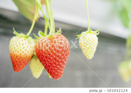 赤く実ったイチゴの果実　ハウスの苺　いちご狩り　宮城県山元町 101032124
