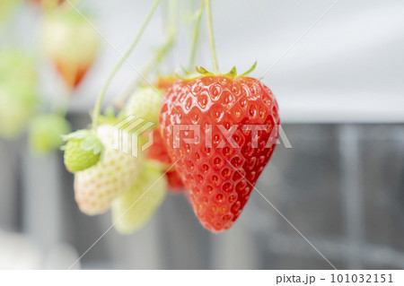 赤く実ったイチゴの果実　ハウスの苺　いちご狩り　宮城県山元町 101032151