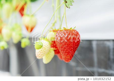 赤く実ったイチゴの果実　ハウスの苺　いちご狩り　宮城県山元町 101032152