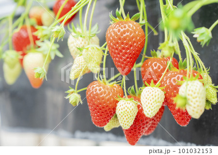 赤く実ったイチゴの果実　ハウスの苺　いちご狩り　宮城県山元町 101032153