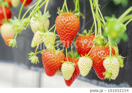 赤く実ったイチゴの果実　ハウスの苺　いちご狩り　宮城県山元町 101032154
