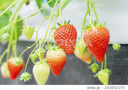 赤く実ったイチゴの果実 ハウスの苺 いちご狩り 宮城県山元町 赤く実ったイチゴの果実 ハウスの苺 いちご狩り 宮城県山元町 101032155