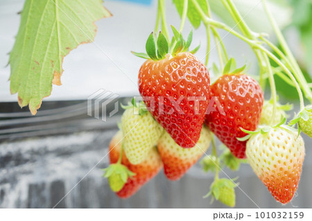 赤く実ったイチゴの果実　ハウスの苺　いちご狩り　宮城県山元町 101032159