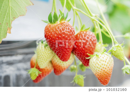 赤く実ったイチゴの果実　ハウスの苺　いちご狩り　宮城県山元町 101032160