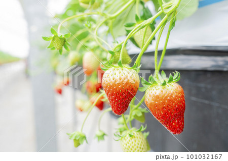 赤く実ったイチゴの果実 ハウスの苺 いちご狩り 宮城県山元町 赤く実ったイチゴの果実 ハウスの苺 いちご狩り 宮城県山元町 101032167