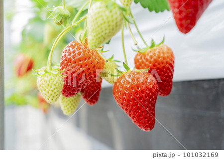 赤く実ったイチゴの果実　ハウスの苺　いちご狩り　宮城県山元町 101032169
