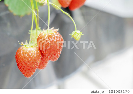 赤く実ったイチゴの果実 ハウスの苺 いちご狩り 宮城県山元町 赤く実ったイチゴの果実 ハウスの苺 いちご狩り 宮城県山元町 101032170