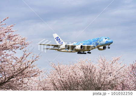 春の空港 着陸する飛行機と桜の花 さくらの山公園 千葉県成田市 春の空港 着陸する飛行機と桜の花 さくらの山公園 千葉県成田市 101032250