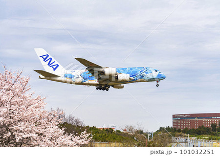 春の空港　着陸する飛行機と桜の花　さくらの山公園　千葉県成田市 101032251