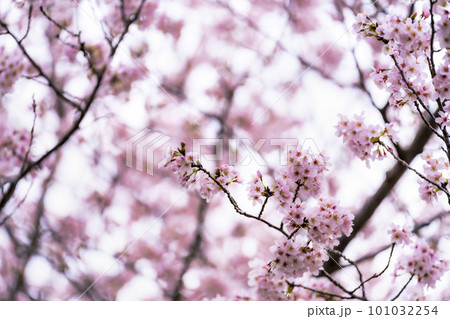 満開になった桜の花　千葉県成田市 101032254