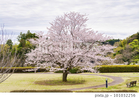 三里塚さくらの丘公園に咲く1本の桜　千葉県成田市 101032256