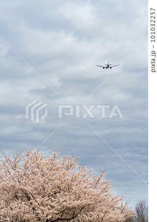 春の空港　離陸する飛行機と桜の花　さくらの山公園　千葉県成田市 101032257