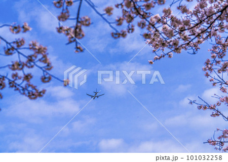 春の空港　離陸する飛行機と桜の花　さくらの山公園　千葉県成田市 101032258