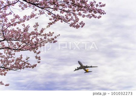 春の空港　離陸する飛行機と桜の花　さくらの山公園　千葉県成田市 101032273