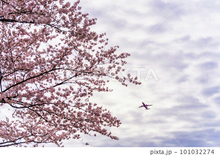 春の空港 離陸する飛行機と桜の花 さくらの山公園 千葉県成田市 春の空港 離陸する飛行機と桜の花 さくらの山公園 千葉県成田市 101032274