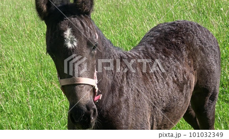Black mare and foal in the pasture. Black mare and foal in the pasture. 101032349