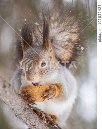 The squirrel with nut sits on tree in the winter or late autumn 101032421
